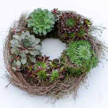 kranz mit sukkulenten sempervivum selber machen