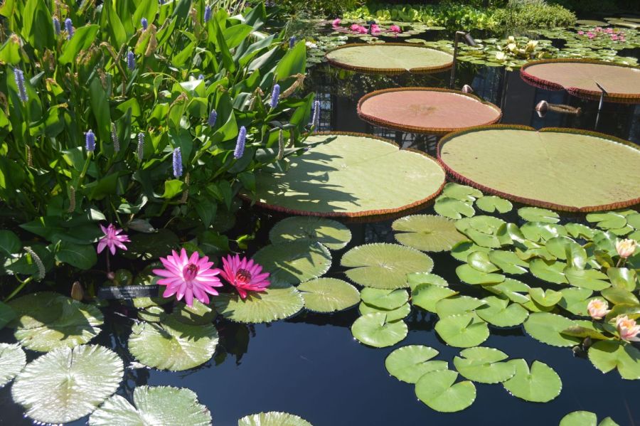 Teich mit schwimmenden Pflanzen