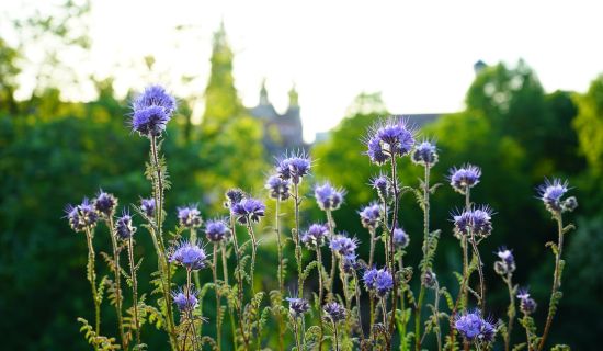 Blau blühender Phacelia