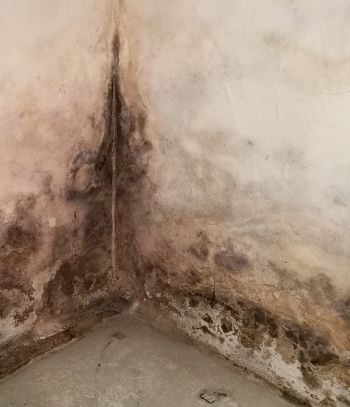 Schimmel an Wand