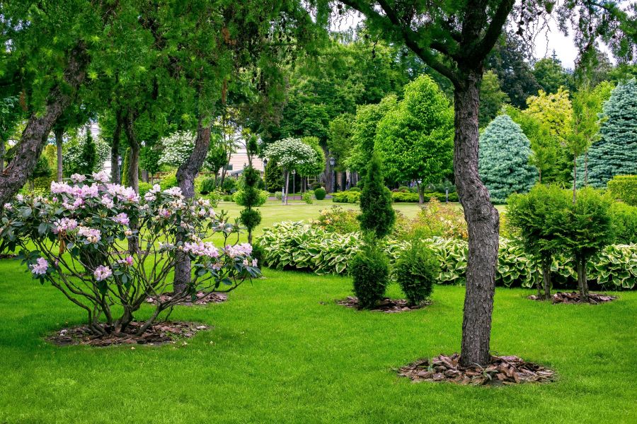 Dieses Bild zeigt eine üppige, gepflegte Gartenlandschaft mit einem weitläufigen grünen Rasen. Verschiedene Bäume, ein blühender Rhododendronstrauch und ornamental geschnittene Büsche prägen die Szene. Die Atmosphäre wirkt ruhig und frühlingshaft lebendig