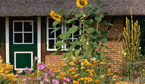 Prächtige Sonnenblumen im Hintergrund eines blühenden Beetes