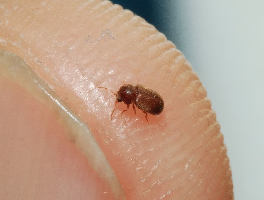 Ein rötlich-brauner, ovaler Käfer von etwa zwei Millimetern Länge sitzt auf der Haut eines menschlichen Fingers, was seine geringe Größe im Vergleich zu den Hautrillen verdeutlicht. Das Insekt hat deutlich sichtbare Fühler und eine leicht behaarte Panzers
