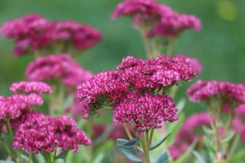 Beetpartner Lavendel und Fetthenne