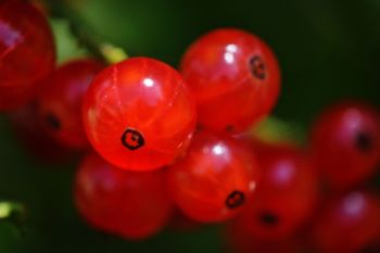 Johannisbeeren
