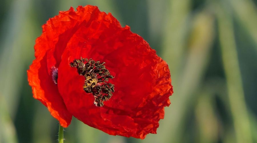 Klatschmohn