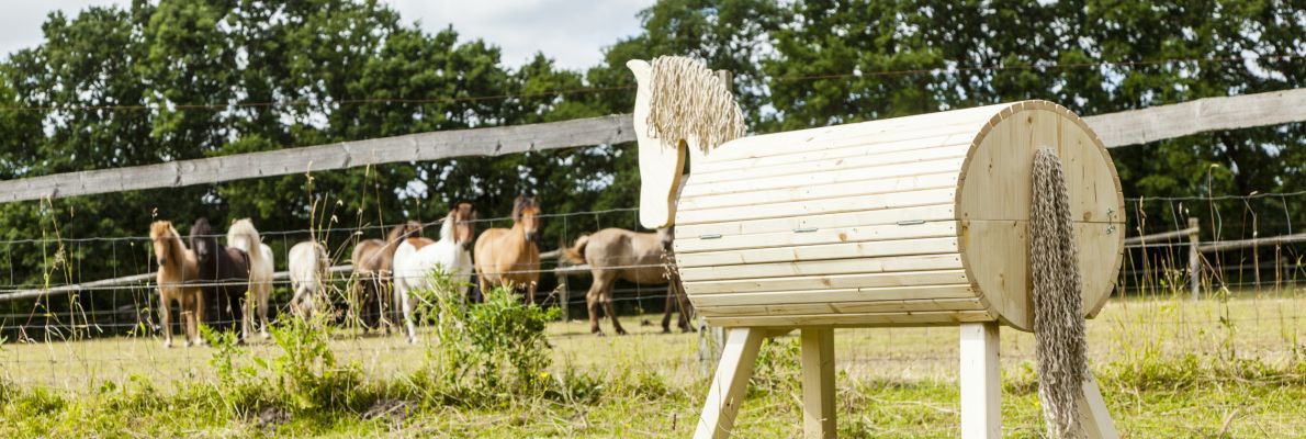 Pferd schaut auf eine Wiese zu anderen Pferden