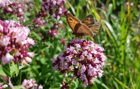 Schmetterling auf Wasserdost