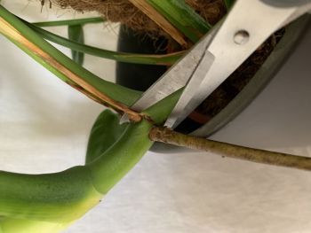 Ableger von Monstera abschneiden