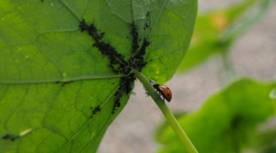 Blattläuse am Blatt und ein Marienkäfer