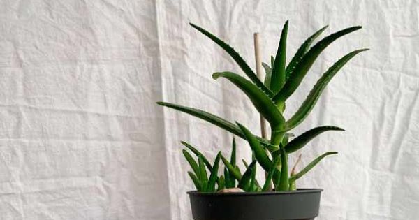 Ableger von einer Aloe vera ziehen