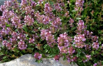 Thymian