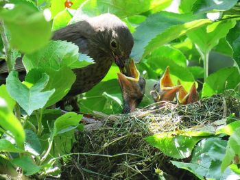 Vogelnest in Hecke