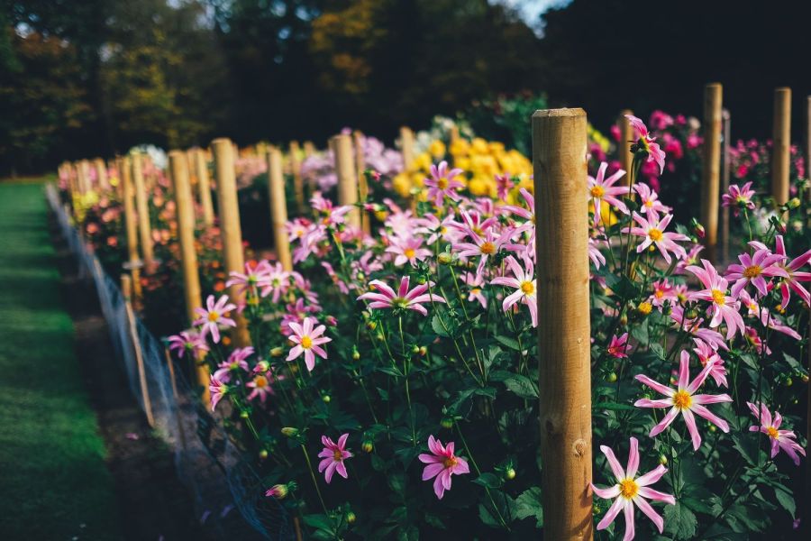 Dahliengarten
