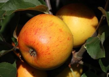Alte Apfelsorten: Goldparmäne
