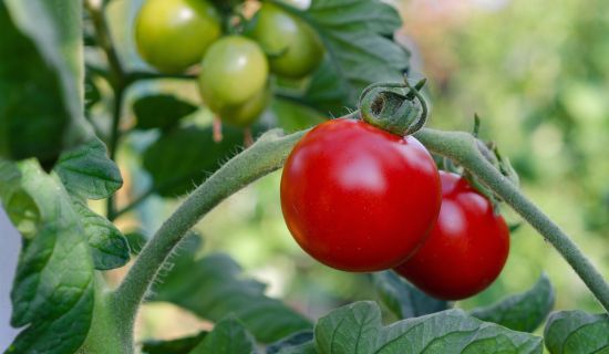 Reife, rote Tomaten