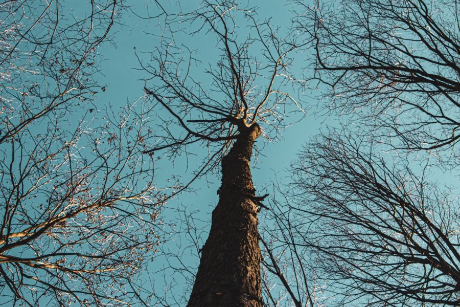 Eine Aufnahme aus der Froschperspektive zeigt den dunklen Stamm eines hohen Baumes, der senkrecht in den klaren, blauen Himmel ragt. Um ihn herum erstrecken sich zahlreiche kahle, fein verzweigte Baumkronen ohne Blätter, die von seitlichem Sonnenlicht be