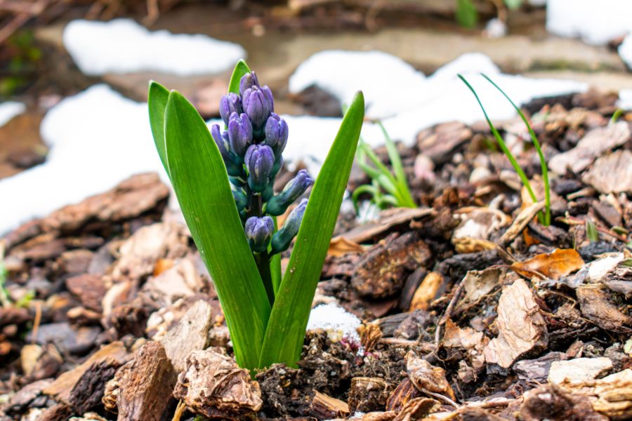 Eine lila Hyazinthenknospe mit grünen Blättern sprießt aus dem mit Rindenmulch bedeckten Boden. Im Hintergrund sind noch Schneereste zu sehen, was die Atmosphäre des frühen Frühlings und des beginnenden neuen Lebens einfängt.