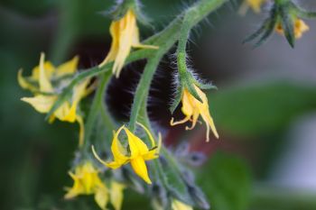 Balkon Gemüse Bienen