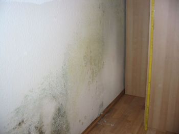 Keller sanieren und abdichten: Schimmel an Kellerwänden verhindern