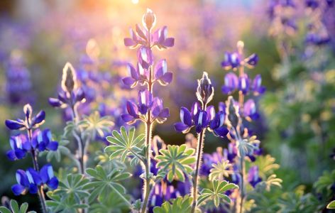 Lupinen