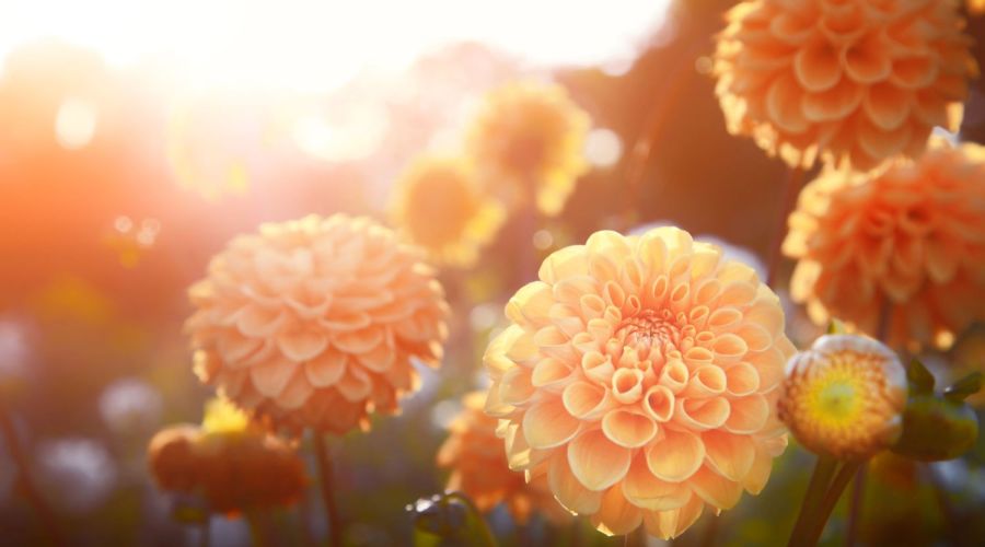 Dahlien im Garten