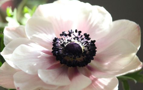 Was passt zu Hortensien? Beispiel Anemonen