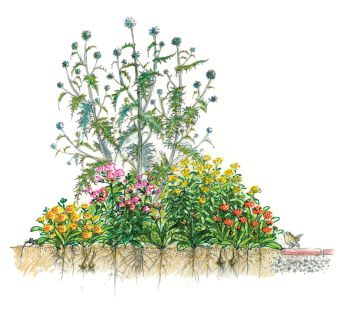 Bauerngarten mit einheimischen Pflanzen