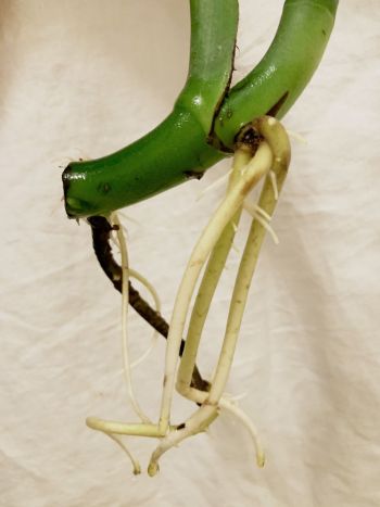 Bewurzelter Monstera Ableger