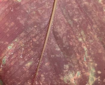 Spinnmilben am verfärbten Blatt