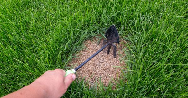 spitzahorn düngen Spitzahorn (50 - 80 cm) kaufen | Robuster Feldahorn