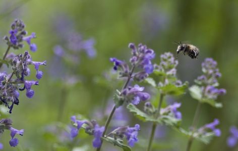 Katzenminze mit Wildbiene im Anflug