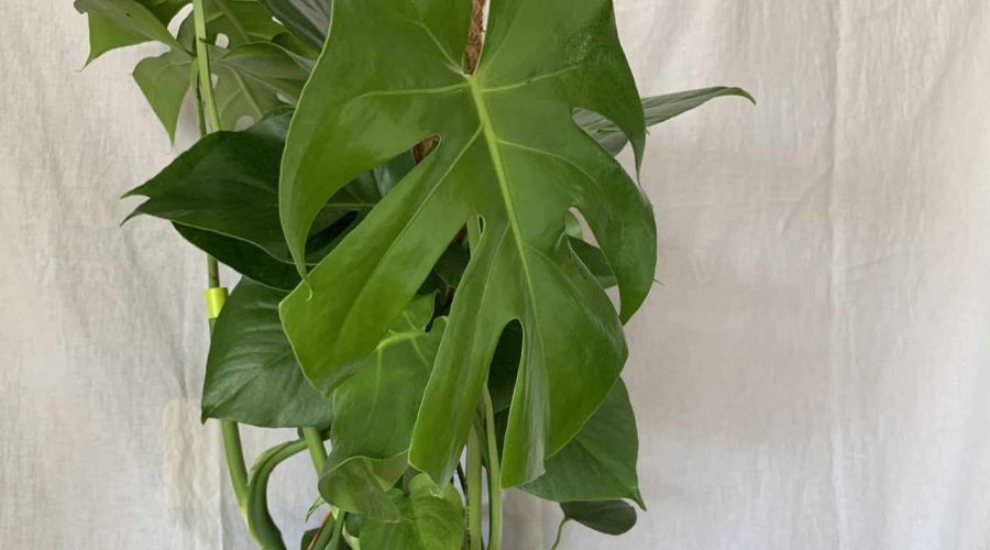 Monstera Pflanze