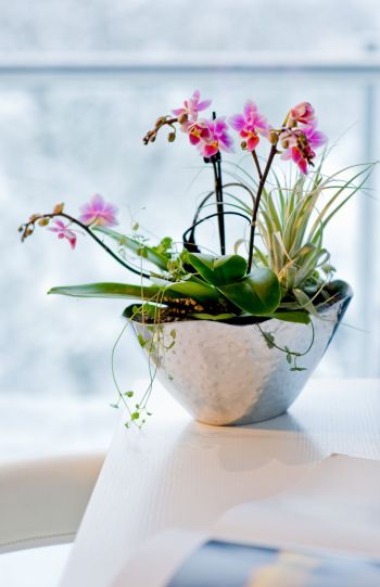 Orchidee im Bad