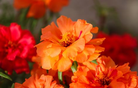 Blumen bienenfreundlich Balkon
