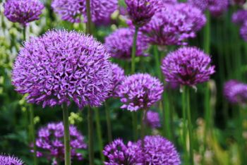 Zierlauch mit violetten Blüten