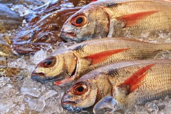 frische Fische