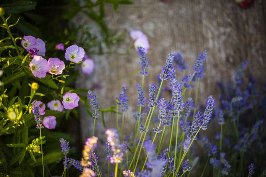Lavendel mit Malven