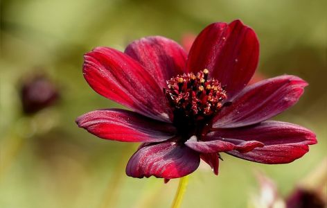 Schokoladenblume