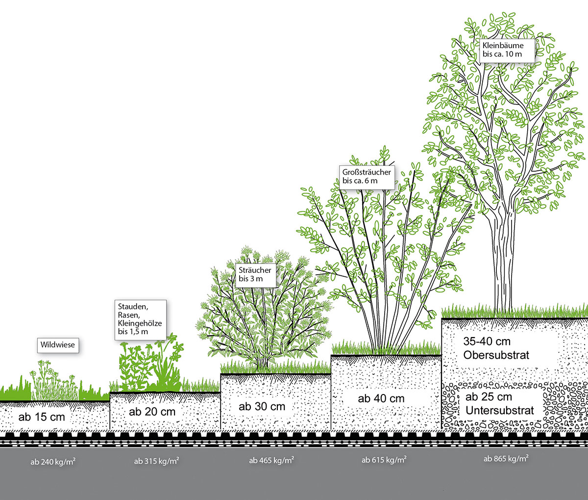 Intensive Dachbegrünung Substrathöhen Vegetation Pflanzen