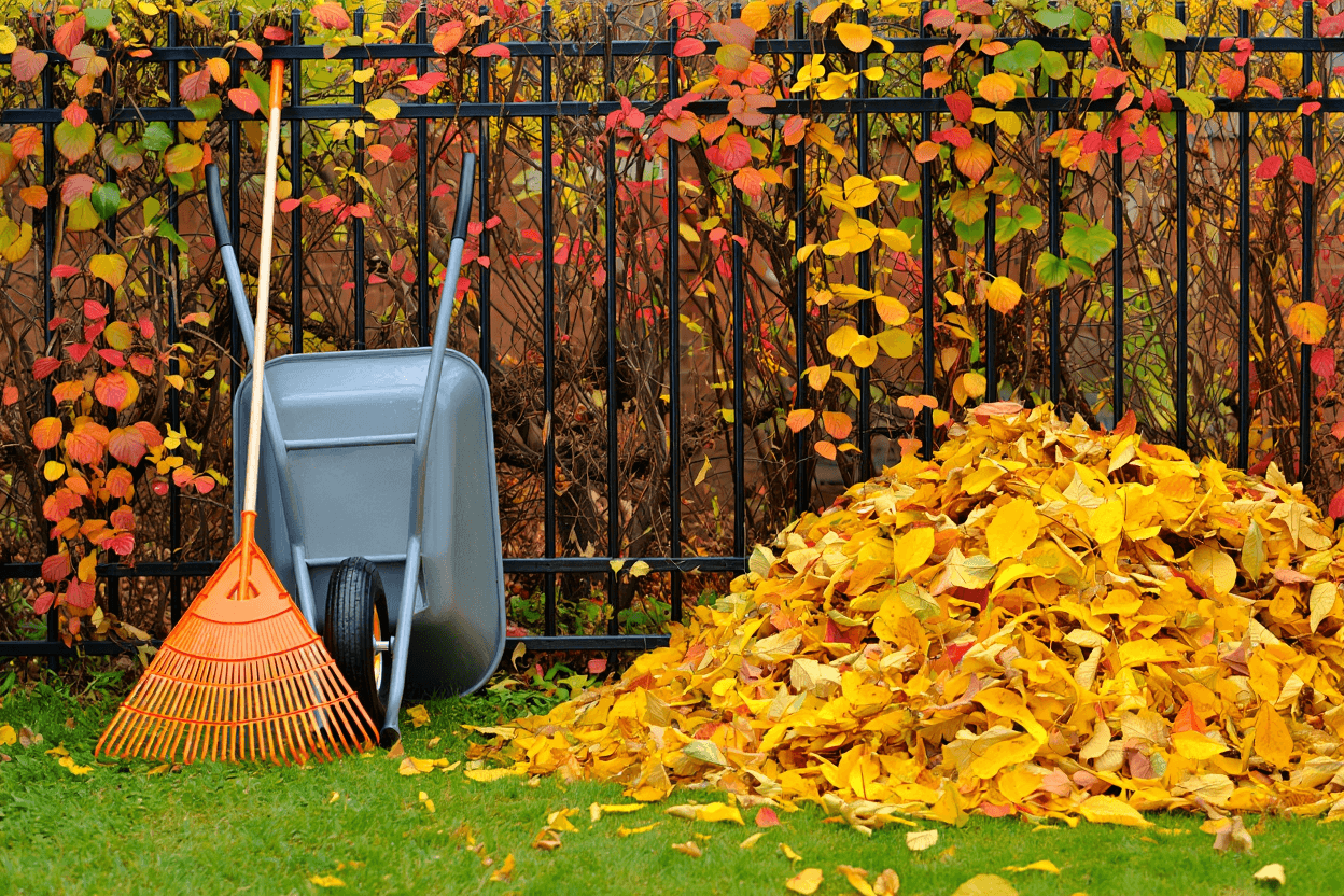 Auf einem grünen Rasen liegt ein großer Haufen goldener Herbstblätter. Daneben stehen eine Schubkarre und ein Rechen vor einem Zaun mit bunt gefärbtem Laub, was eine typische Szene der Gartenarbeit im Herbst darstellt.