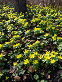 Die Blüten der Winterlinge haben ein leuchtendes Gelb.