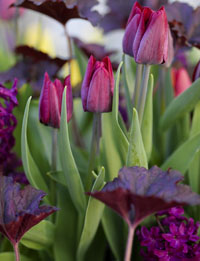 Tulpen vor der Blüte