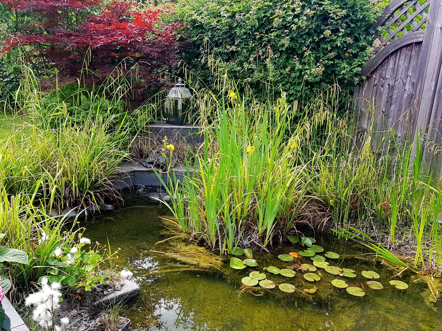Gartenteich für Molche