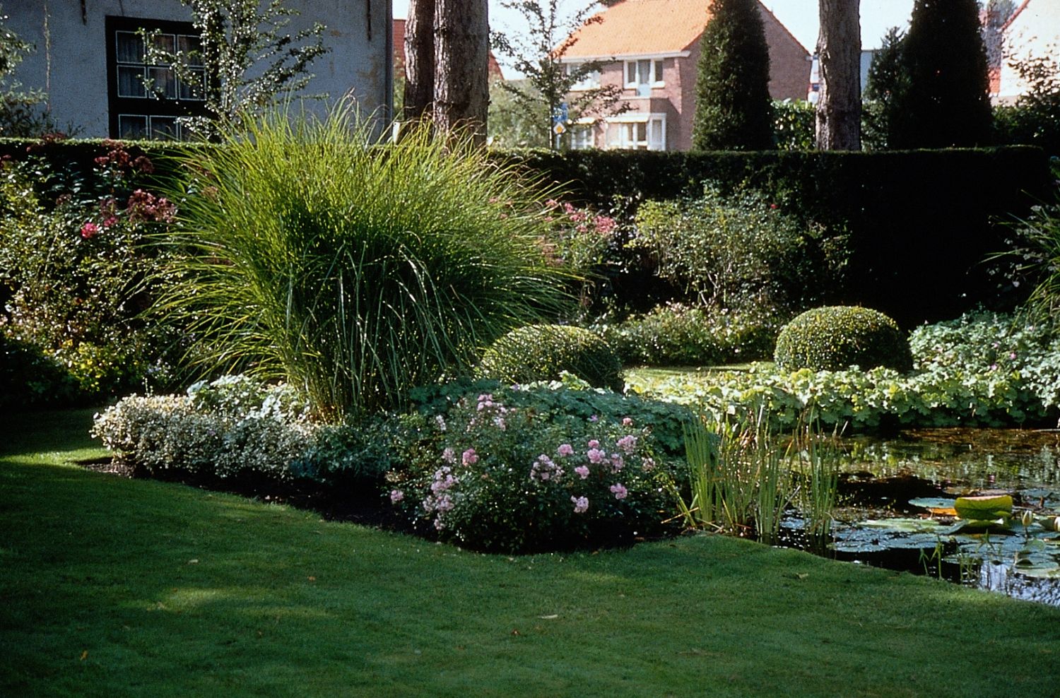 Gräser im Garten, in der Nähe vom Teich