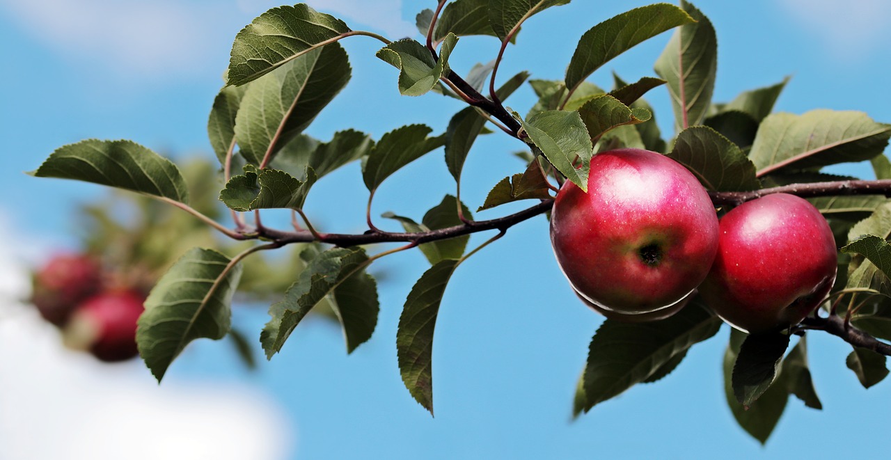 Welcher Obstbaum ist der richtige für meinen Garten?