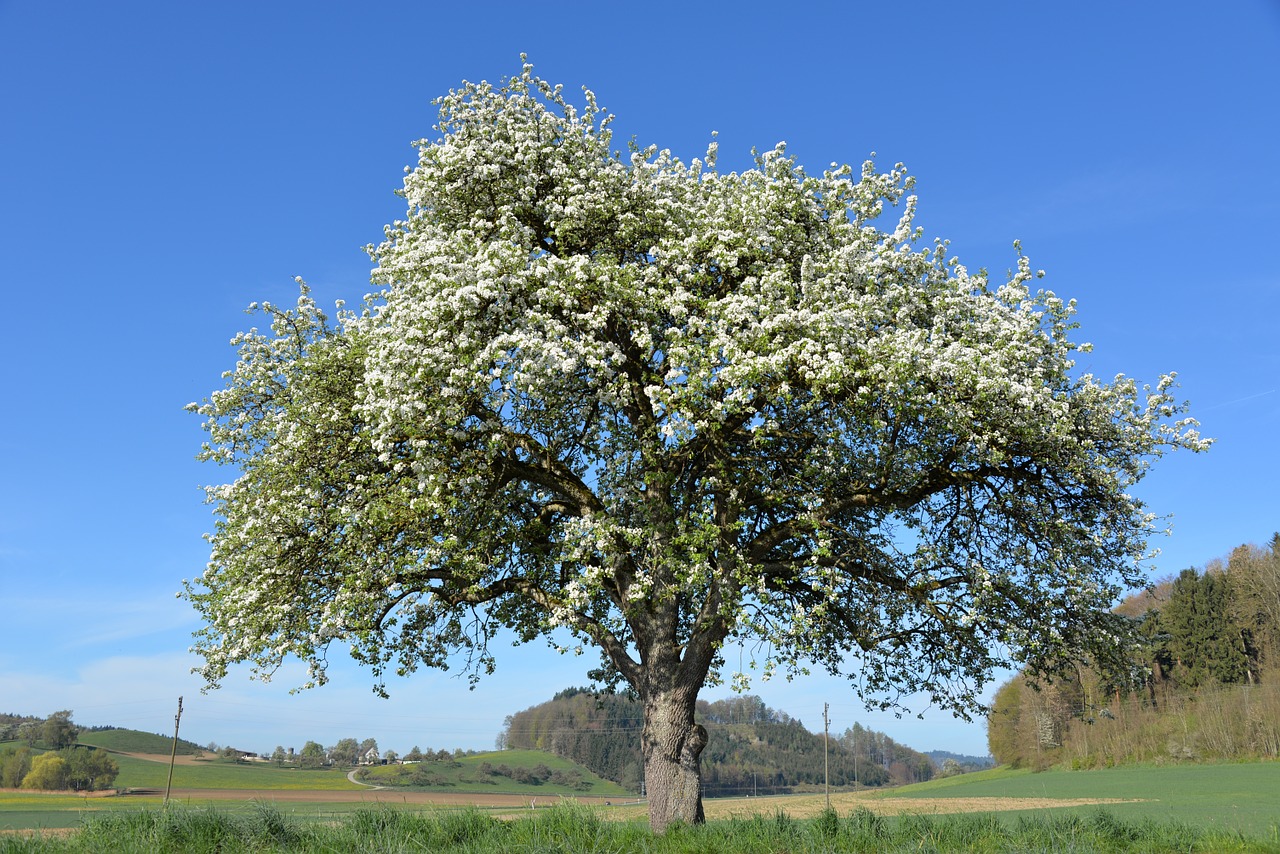 Apfelbaum im eigenen Garten » Sorten, Bilder, Infos, » Garten