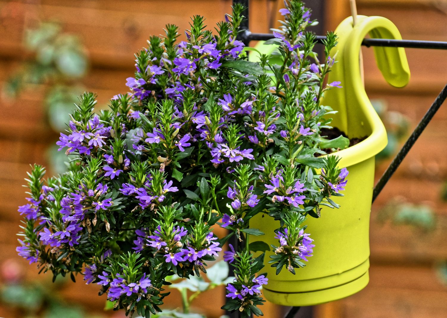 Bienenfreundliche Blumen und Pflanzen fr den Balkon